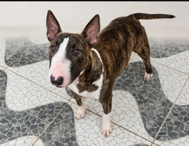 Mini Bull Terrier Fêmea à Venda ?
