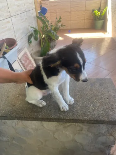 Doação de fox paulistinha 2 meses