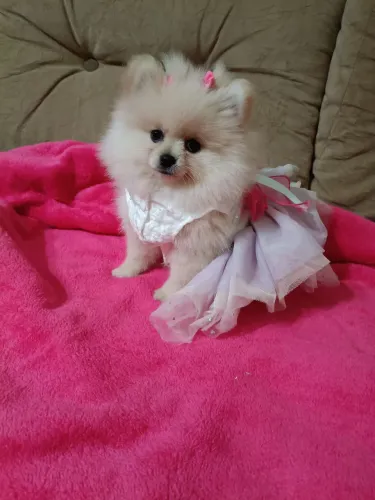 Spitz Alemão Fêmea, perfeita Ursinha em 10x, entregamos