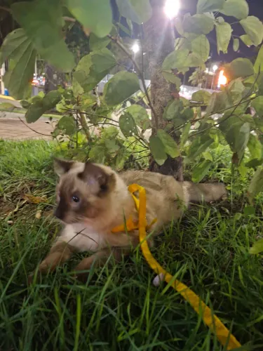 Gatinho para adoção 