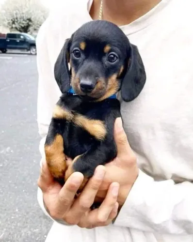 Teckel/Salsicha/Basset - Filhotes prontos para alegrar sua família