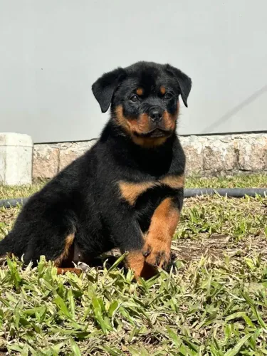 Filhote rottweiler, Seja recebido com alegria e carinho todos os dias!
