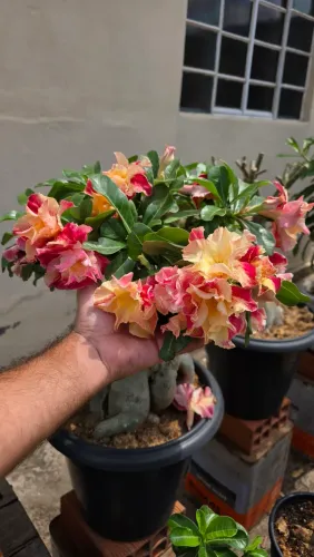 Rosa do deserto