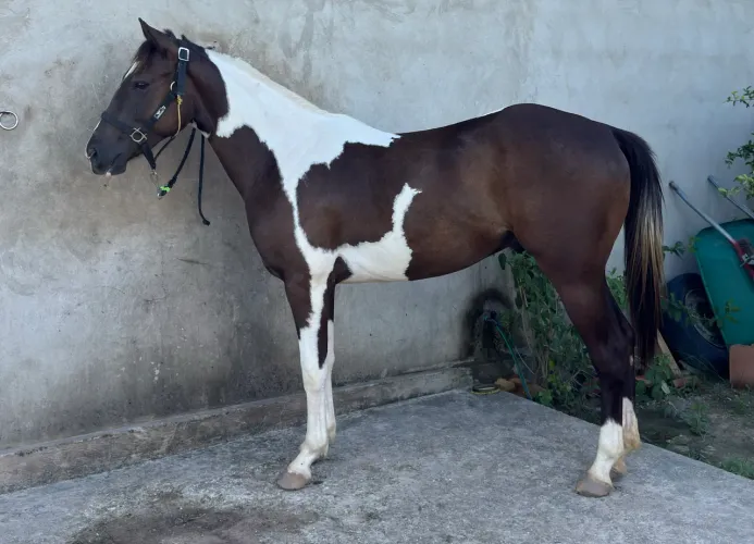 Potro Com documento Paint Horse