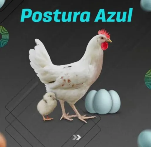PINTINHAS DE POSTURA