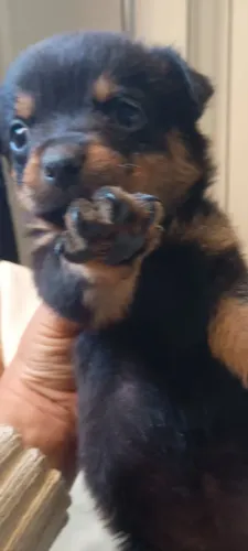 Vende se filhotes de rottweiler
