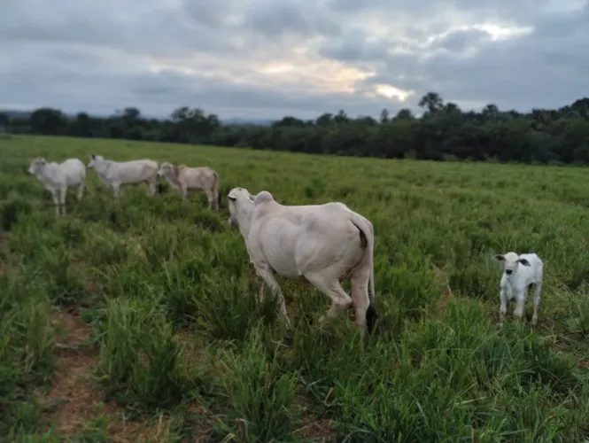 Fazenda à venda Cezarina -Go