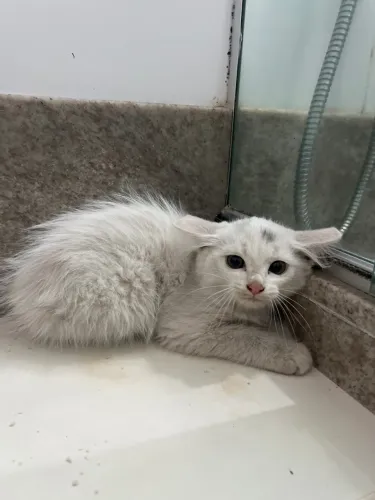 GATINHA FÊMEA BRANCA