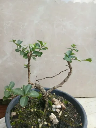 Bonsai pequeno de acerola