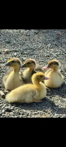 Patinhos e marrequinhos