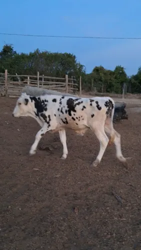 Mamotinhos Holandês