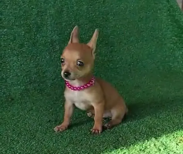 Pinscher vacina importada adestrada