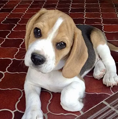 Filhote de Beagle O Companheiro Ideal Para Novas Aventuras