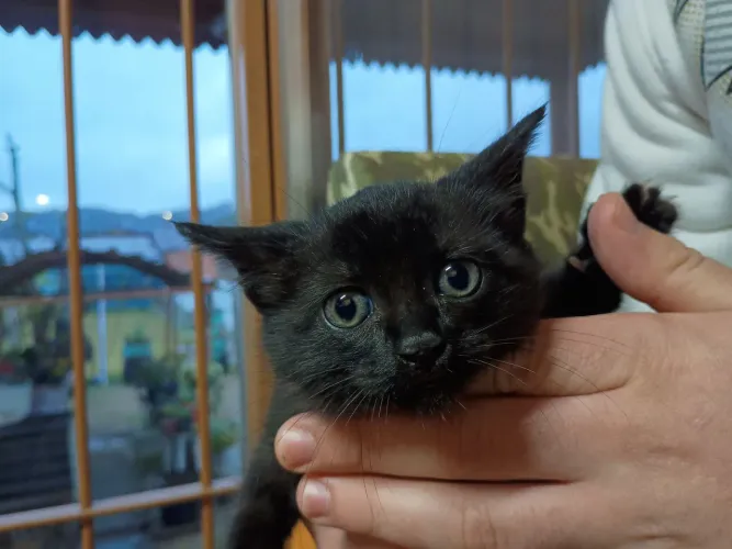 Gata filhote