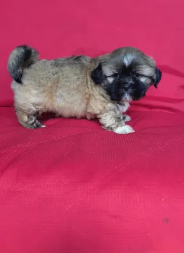 Machinho de Lhasa Apso a Pronta Entrega