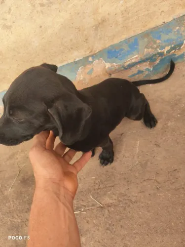 Cachorro perdigueiro caçador