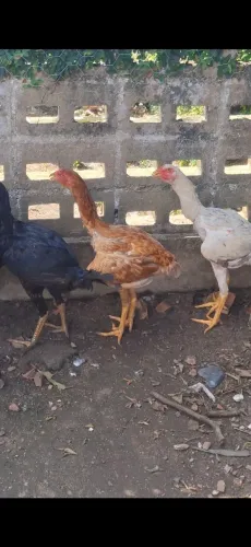 Frango e Franga Caipira Cruzado com Índio Gigante