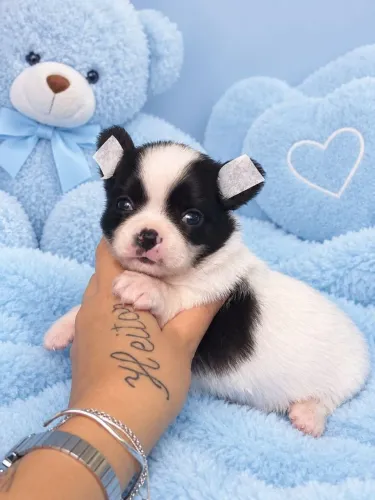 Chihuahua Pêlo curto macho. Filhote muito amoroso e dócil