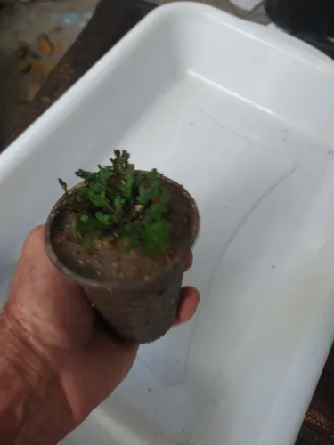 Nudas para terrário 10 Mudas Panta da ressurreição jericó