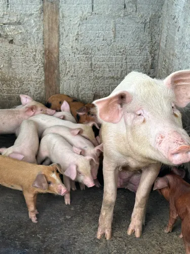 Filhotes de Landrace com Pata Negra