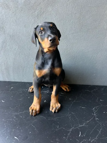 Filhote de Doberman 
