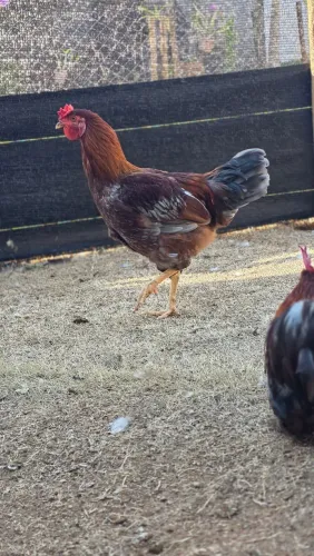 Frango Mestiço de Ameraucana 7 meses