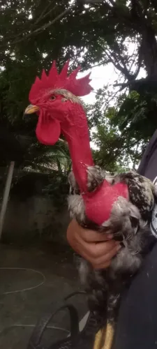 Lindo galo polaco reprodutor
