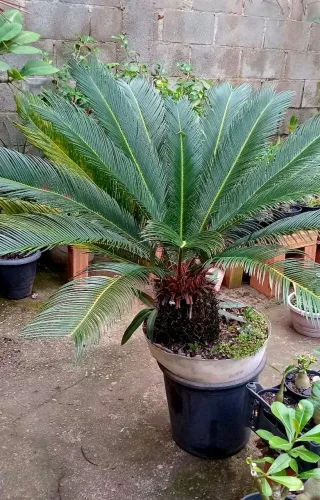 Palmeira Sagú.