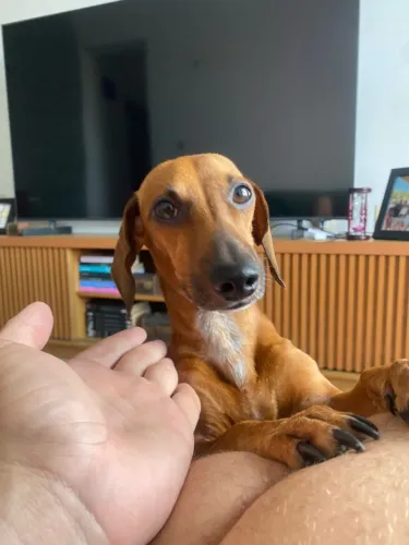 Adoção Responsável - salsicha / dachshund