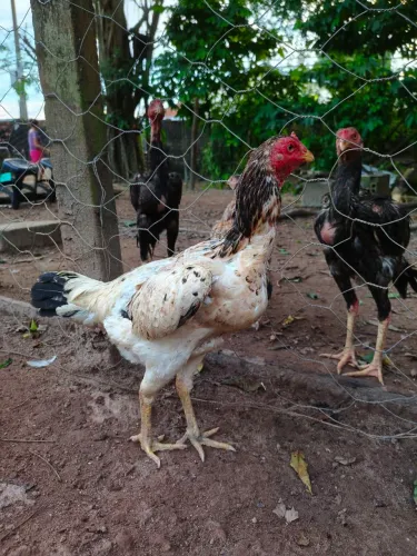 Galinha caipira 