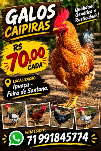 Galos caipiras