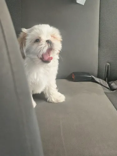 Shitzu