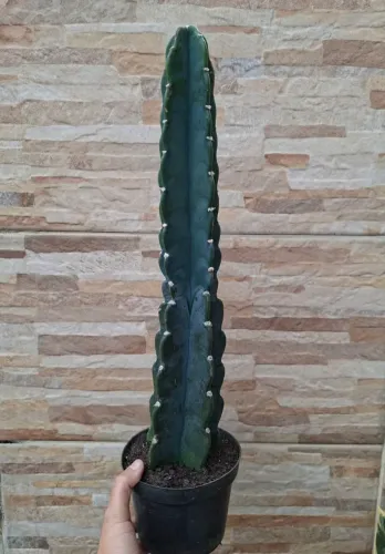 Cacto Mandacaru sem espinhos pt14