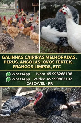 GALINHAS CAIPIRAS, PERUS E ANGOLAS