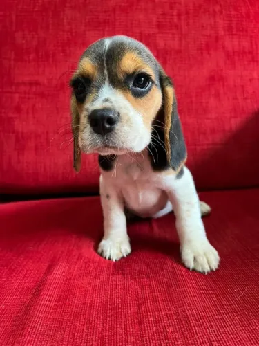 beagle R$ 2450,00