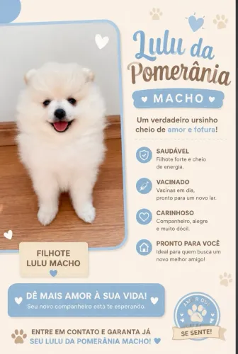 Lulu da pomeranea anão 