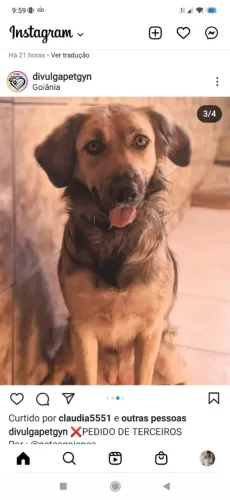 Cadela para adoção 