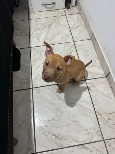 Vende-se cachorro Pitbull
