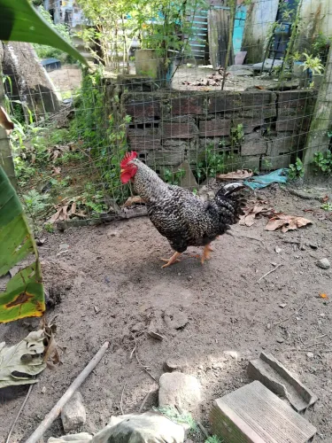 Vendo lindos galos 120