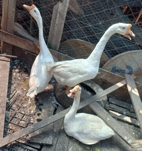 TERNO DE GANSO CHINÊS BRANCO BOTANDO 01 MACHO 02 FÊMEA 