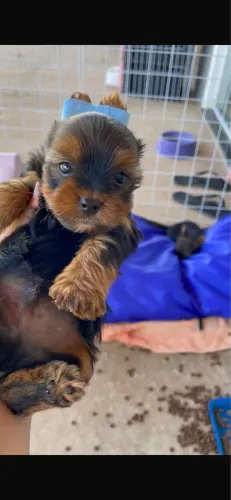 Yorkshire Terrier a pronta entrega!