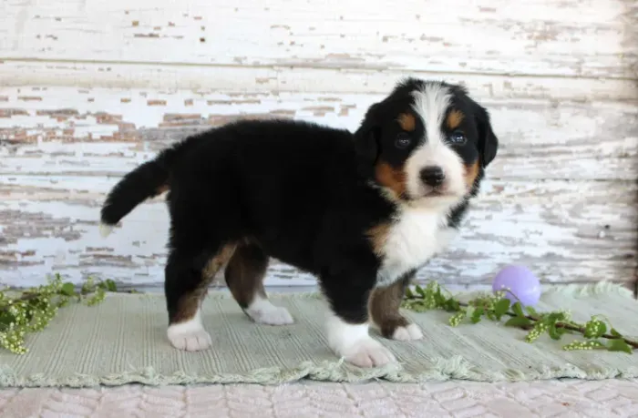 Bernese Mountain Dog,Bernese Mountain Dog Filhote Disponível Entrega Facilitada