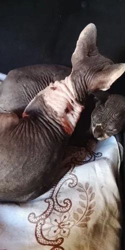 Procura gato Sphynx macho pra cruza