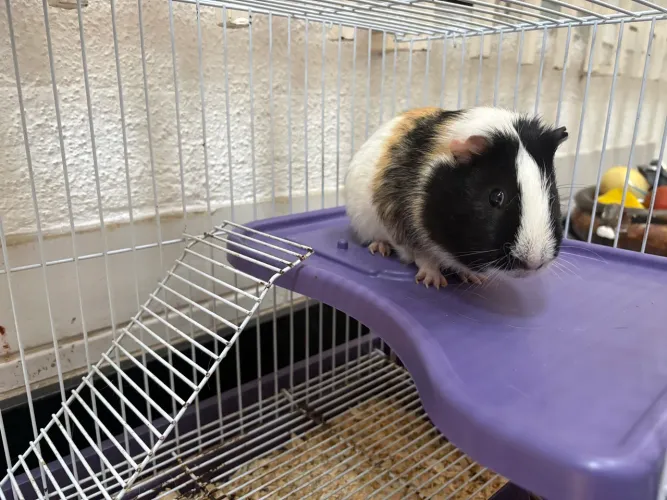 Vendo essa porquinha da índia com casinha