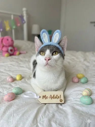 Gatinho para adoção 