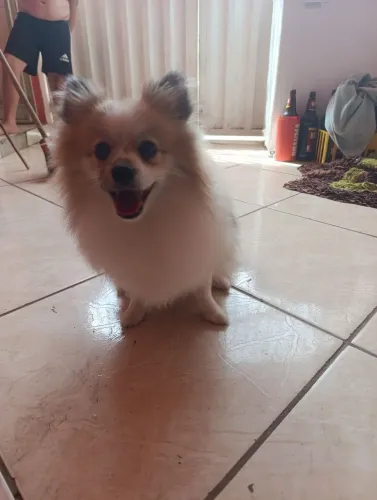 Vende-se Spitz alemão fêmea