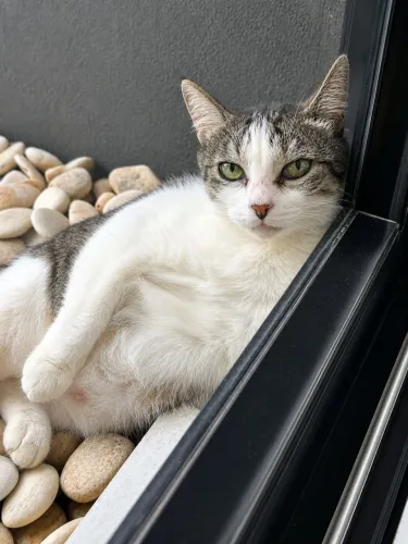 Gata castrada e vacinada para adoção 