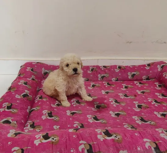 Filhotes de Poodle Toy legítimos