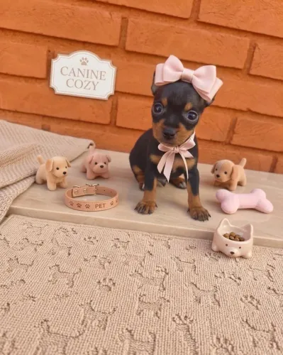 Lindos filhotes de Pincher miniatura mais informações chamar no chat