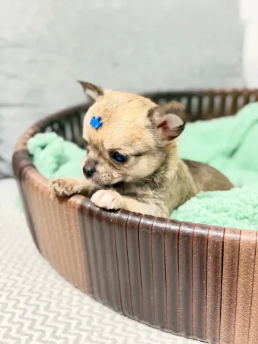 Chihuahua macho